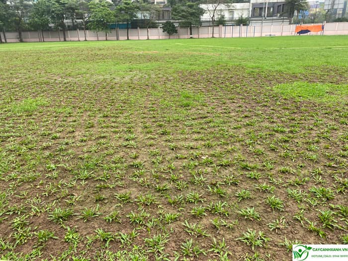Cỏ lá tre được trồng sân vận động