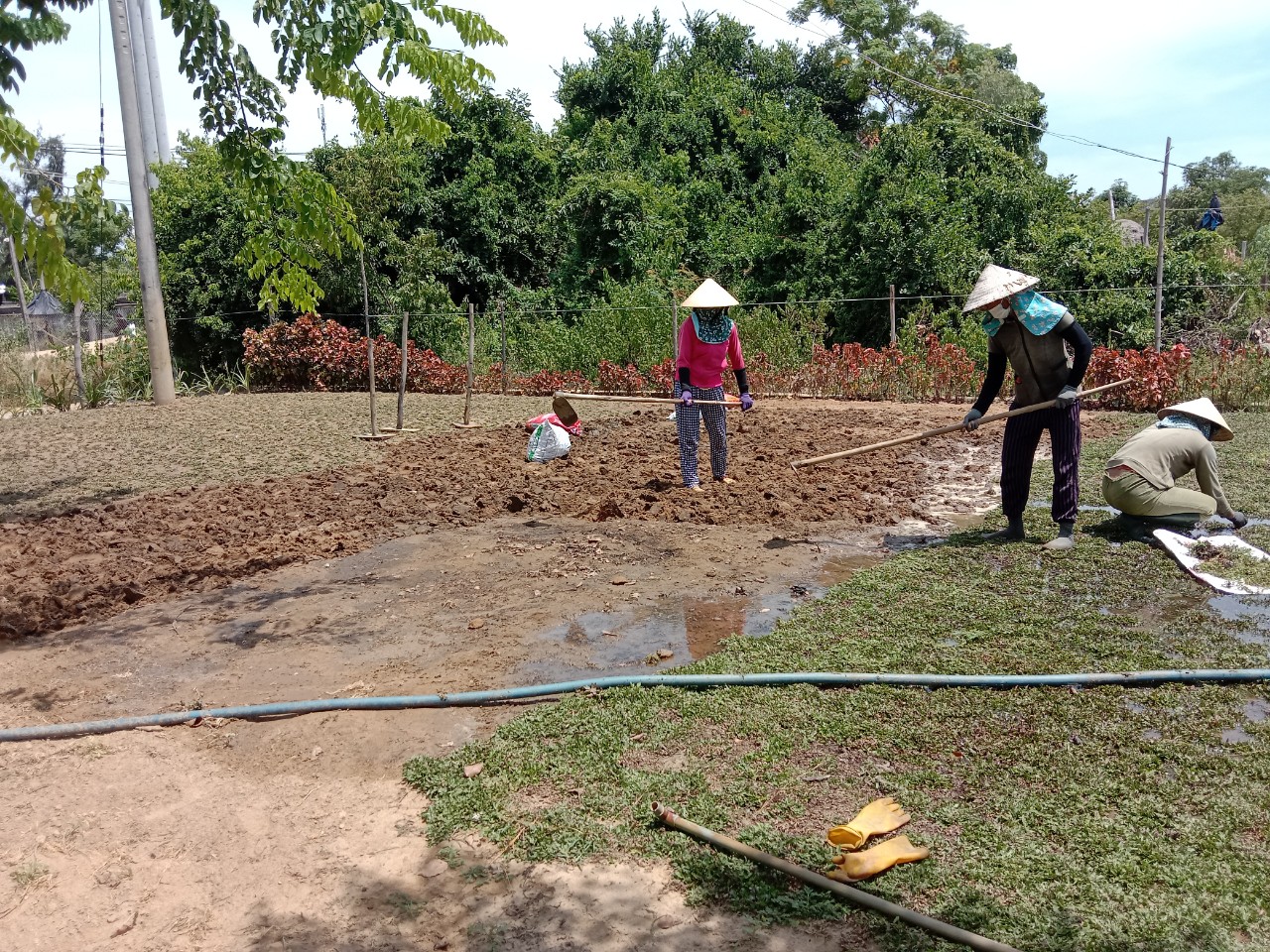 Trước khi trồng bất kỳ loại cỏ sân vườn nào như cỏ nhung Nhật, cỏ lá gừng, cỏ Thái hay cỏ Mỹ, việc chuẩn bị đất đóng vai trò vô cùng quan trọng. Một nền đất được xử lý và cải tạo đúng kỹ thuật sẽ giúp cỏ bén rễ nhanh, phát triển đều, xanh tốt quanh năm